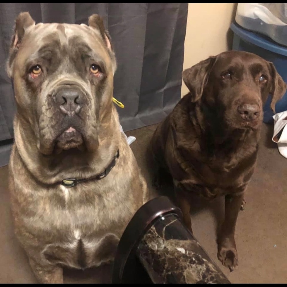 🐾Dog Friendly Home🐾